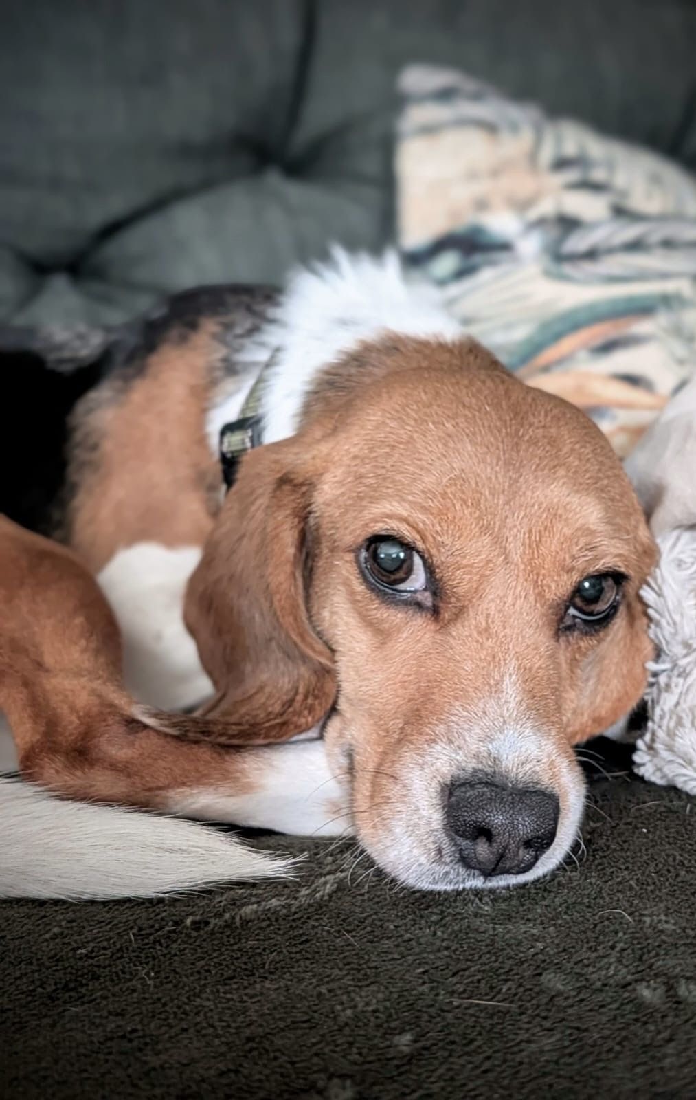 Mira, Hündin, 5 Jahre