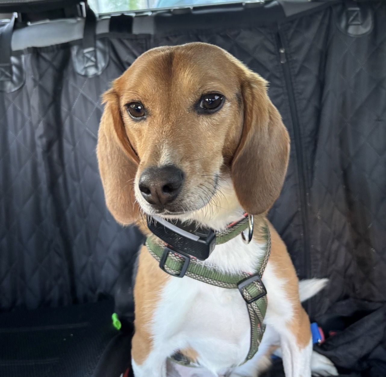 Rio, Rüde, 3 Jahre
