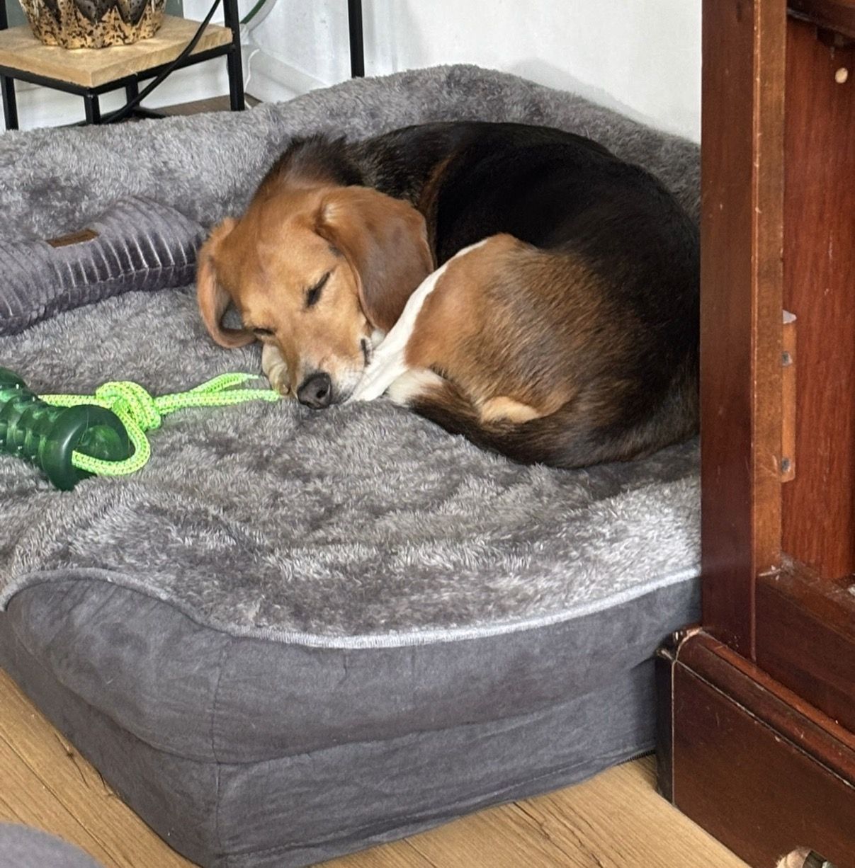 Rio, Rüde, 3 Jahre