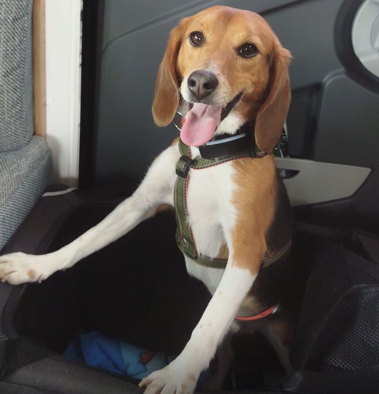 Rio, Rüde, 3 Jahre