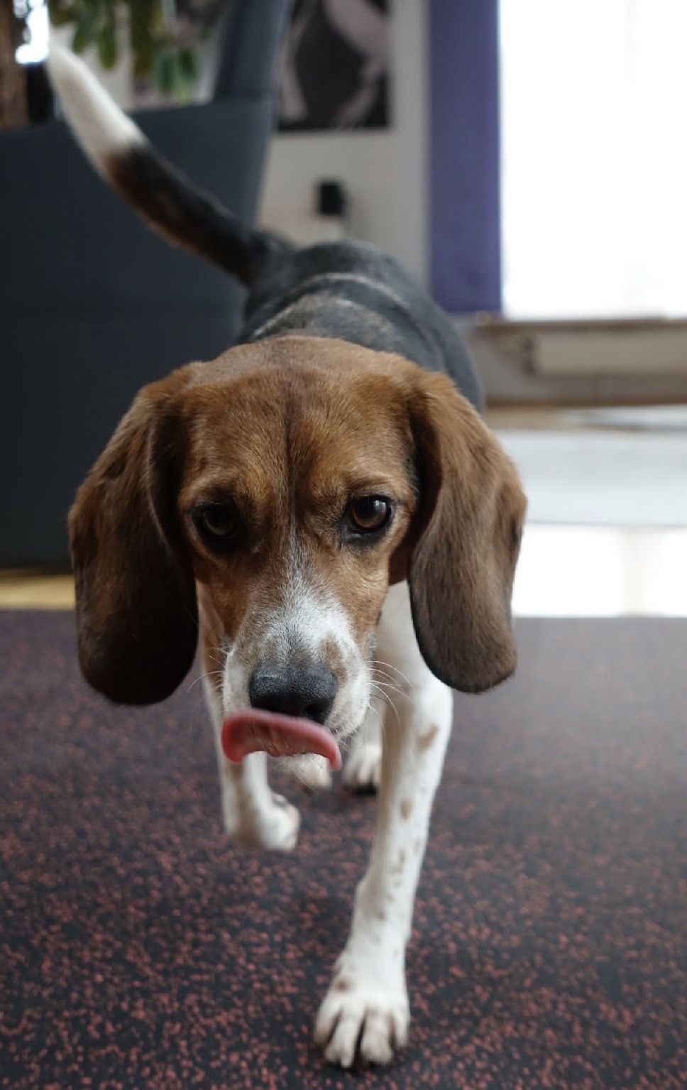 Nero, Rüde, 2 Jahre