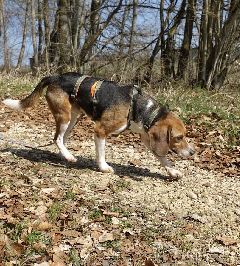 Nero, Rüde, 2 Jahre