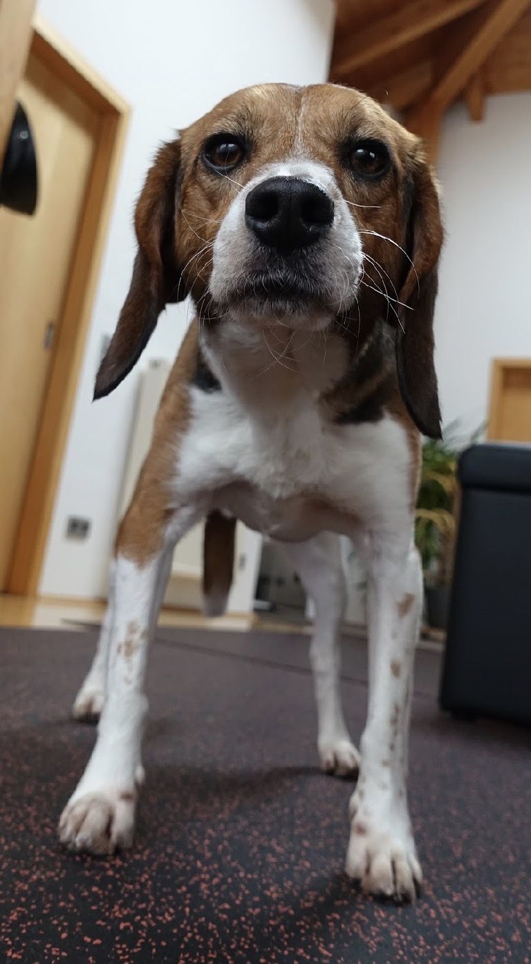 Nero, Rüde, 2 Jahre