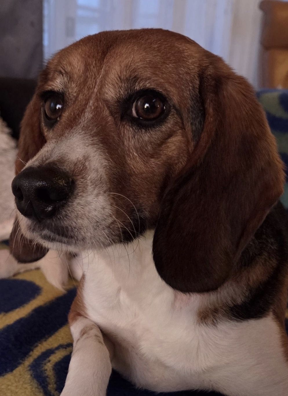 Nero, Rüde, 2 Jahre