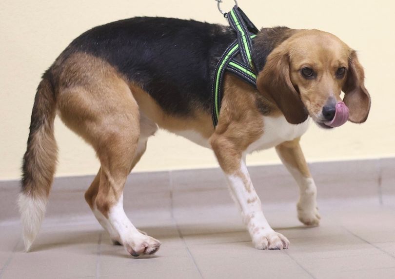 Milo, Rüde, 2 Jahre