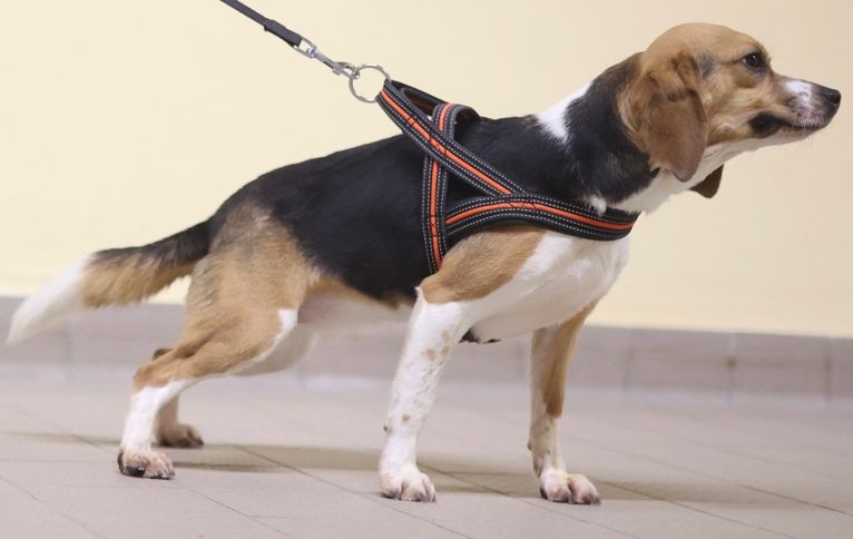 Trina, Hündin, 2 Jahre