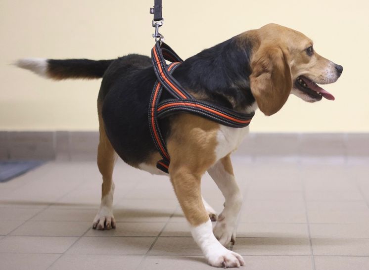 Petra, Hündin, 2 Jahre