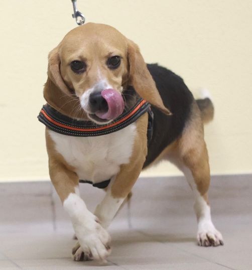 Petra, Hündin, 2 Jahre