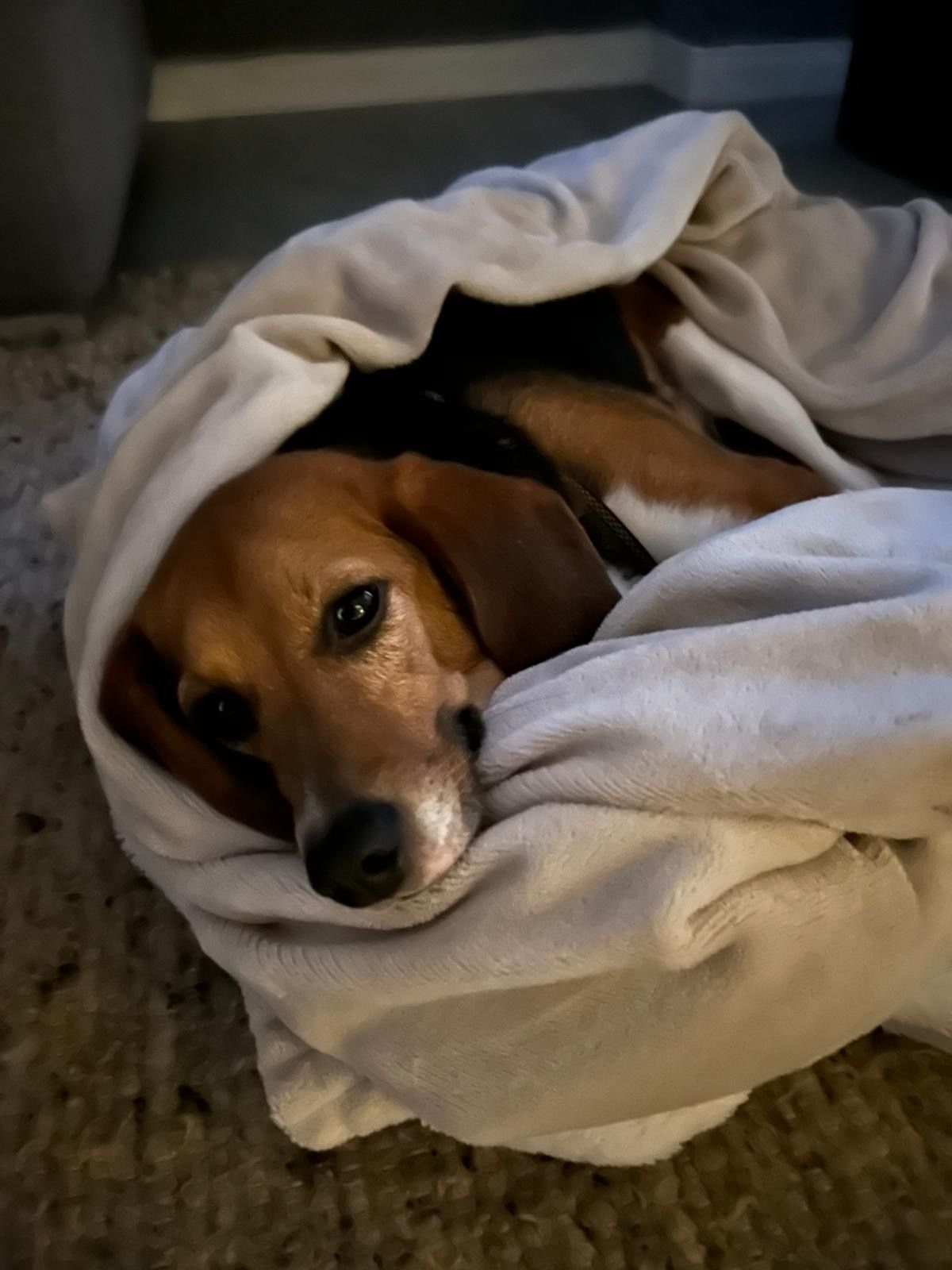 André, Rüde, 2 Jahre