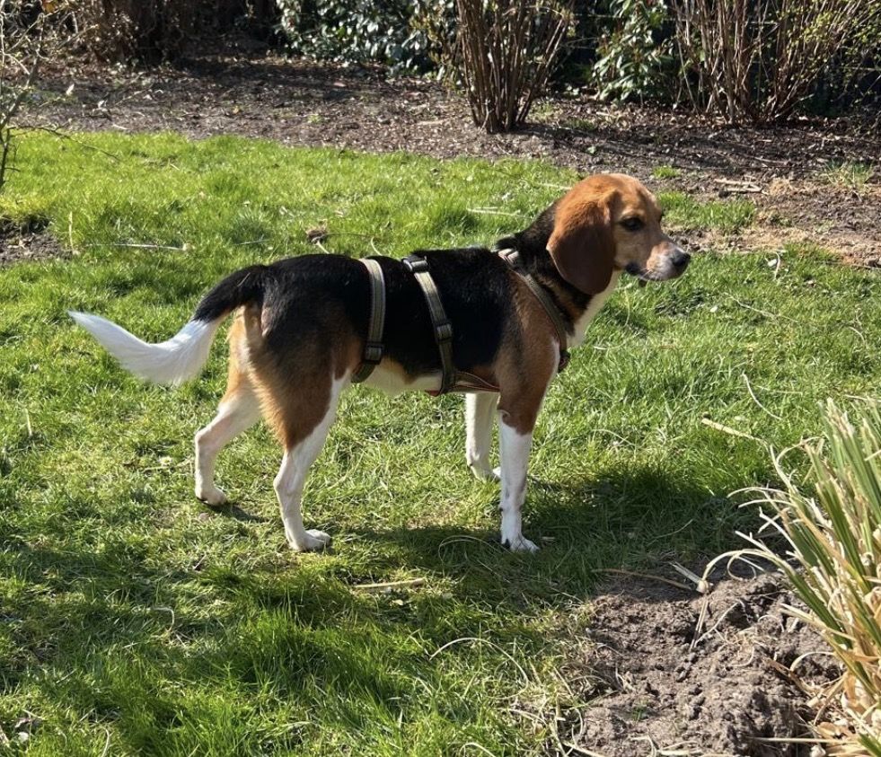 André, Rüde, 2 Jahre