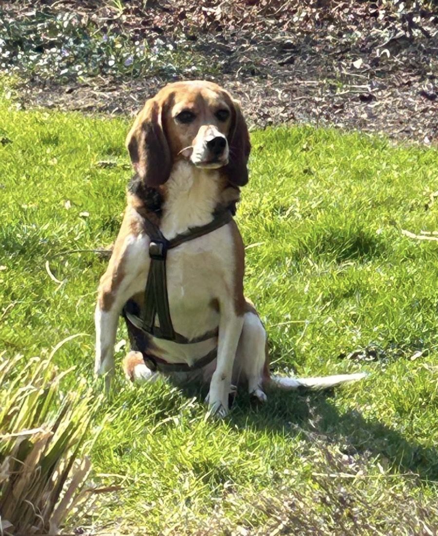 André, Rüde, 2 Jahre