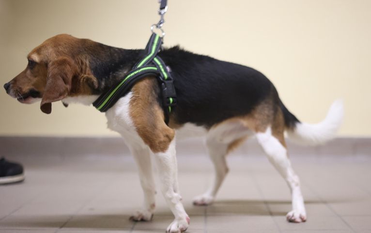 André, Rüde, 2 Jahre