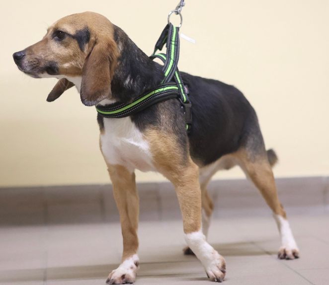 Yoshi ehem. Claude, Rüde, 2 Jahre