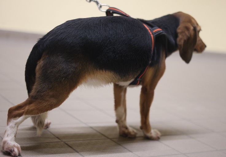 Louise, Hündin, 2 Jahre