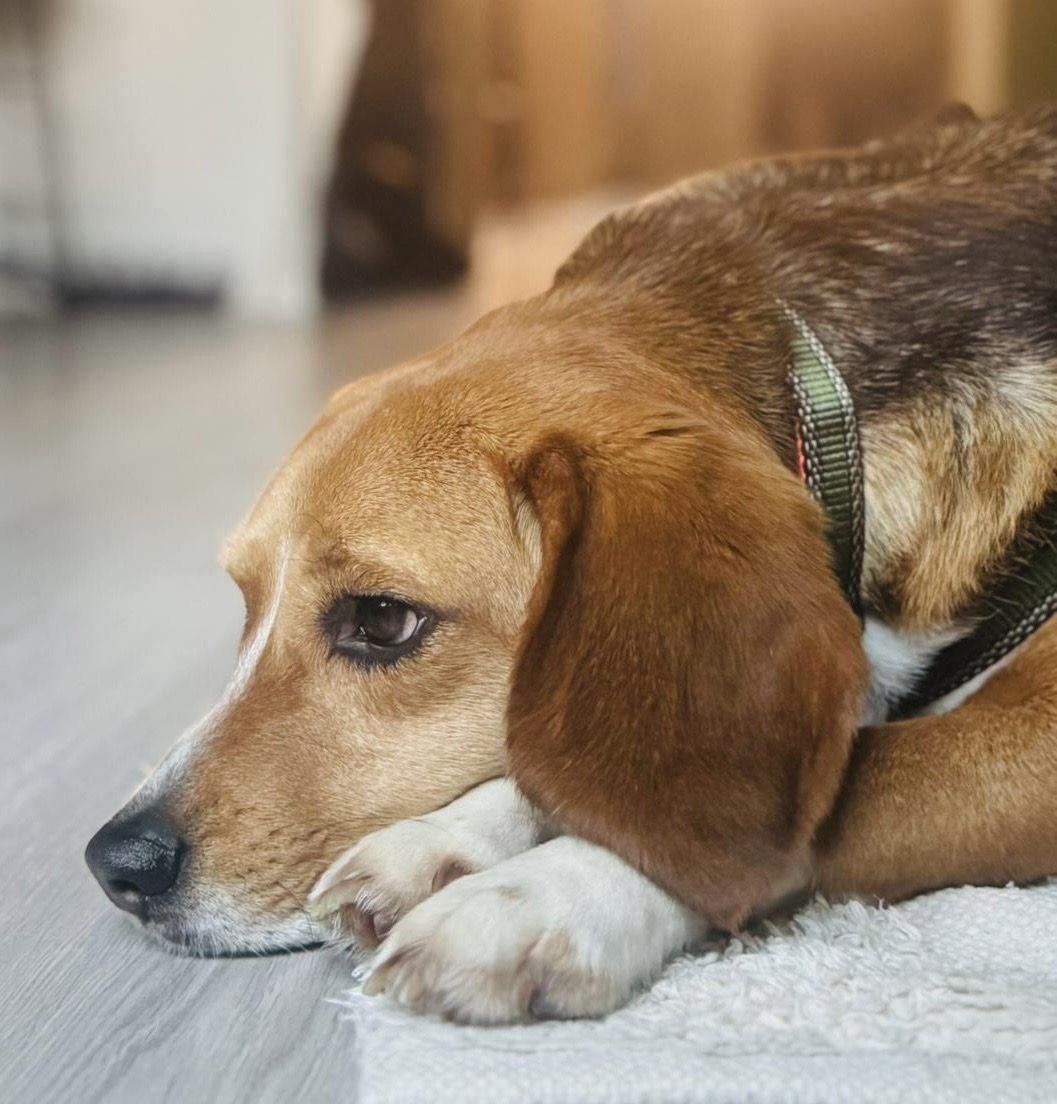 Rufus, Rüde, 1 Jahr