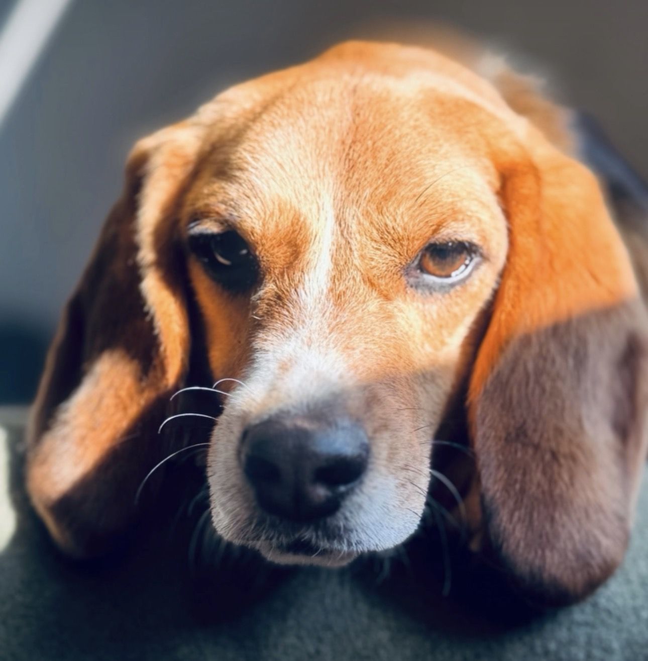 Rufus, Rüde, 1 Jahr