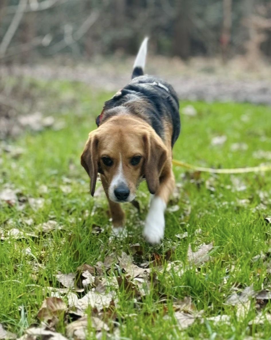 Rufus, Rüde, 1 Jahr