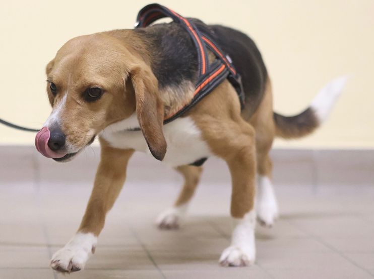 Rufus, Rüde, 1 Jahr