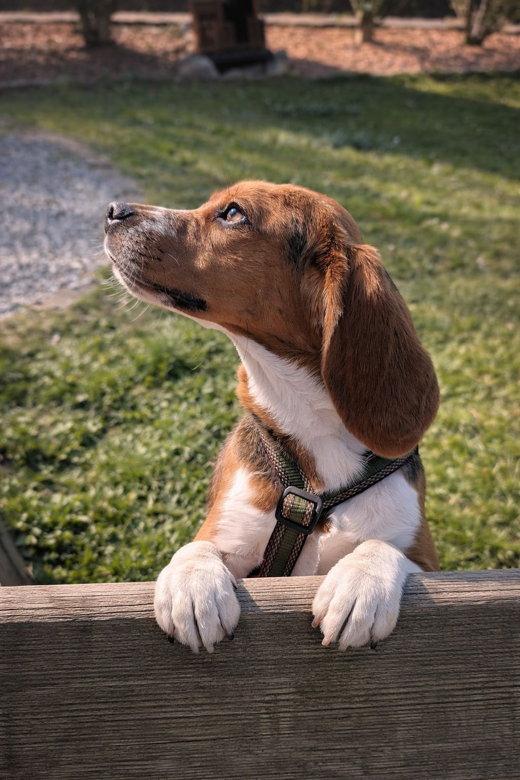 Lumpi, Rüde, 1 Jahr