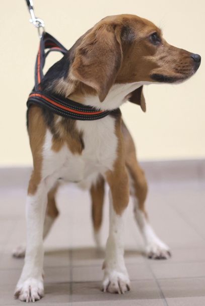 Lumpi, Rüde, 1 Jahr