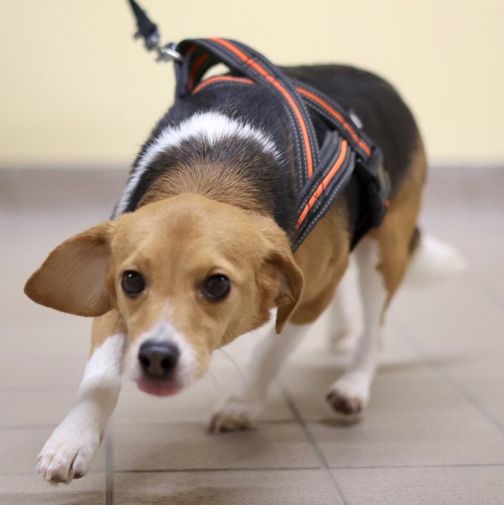 Lady, Hündin, 1 Jahr