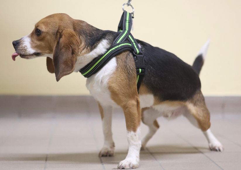 Simba, Rüde, 1 Jahr