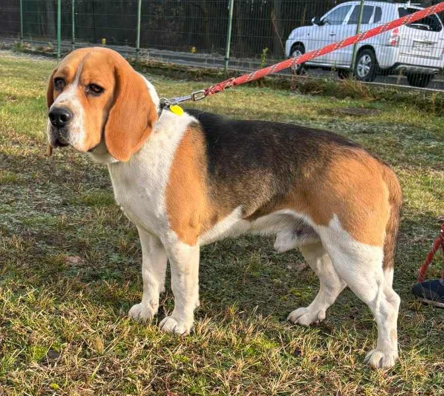 Stuart, Rüde, 2 Jahre