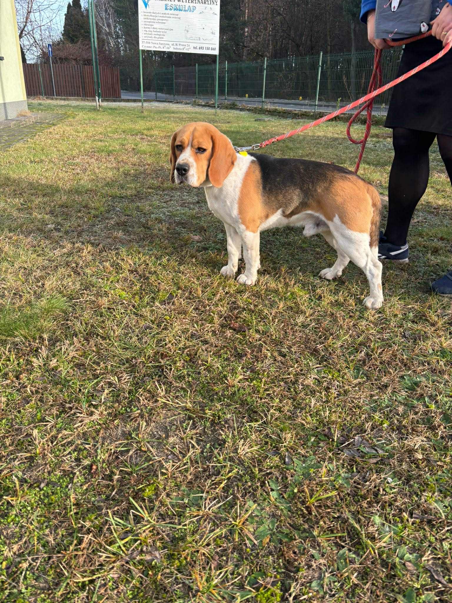 Stuart, Rüde, 2 Jahre