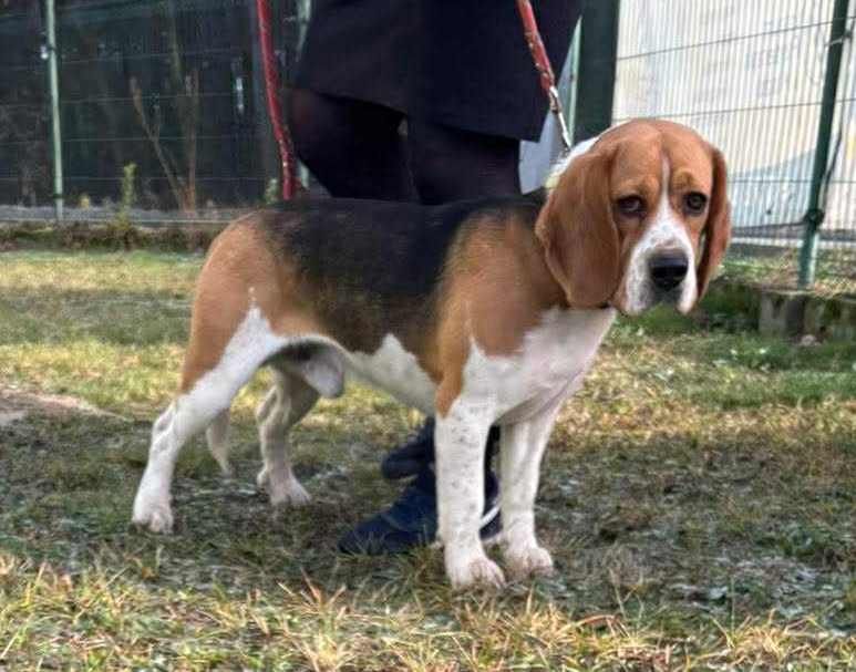 Stuart, Rüde, 2 Jahre