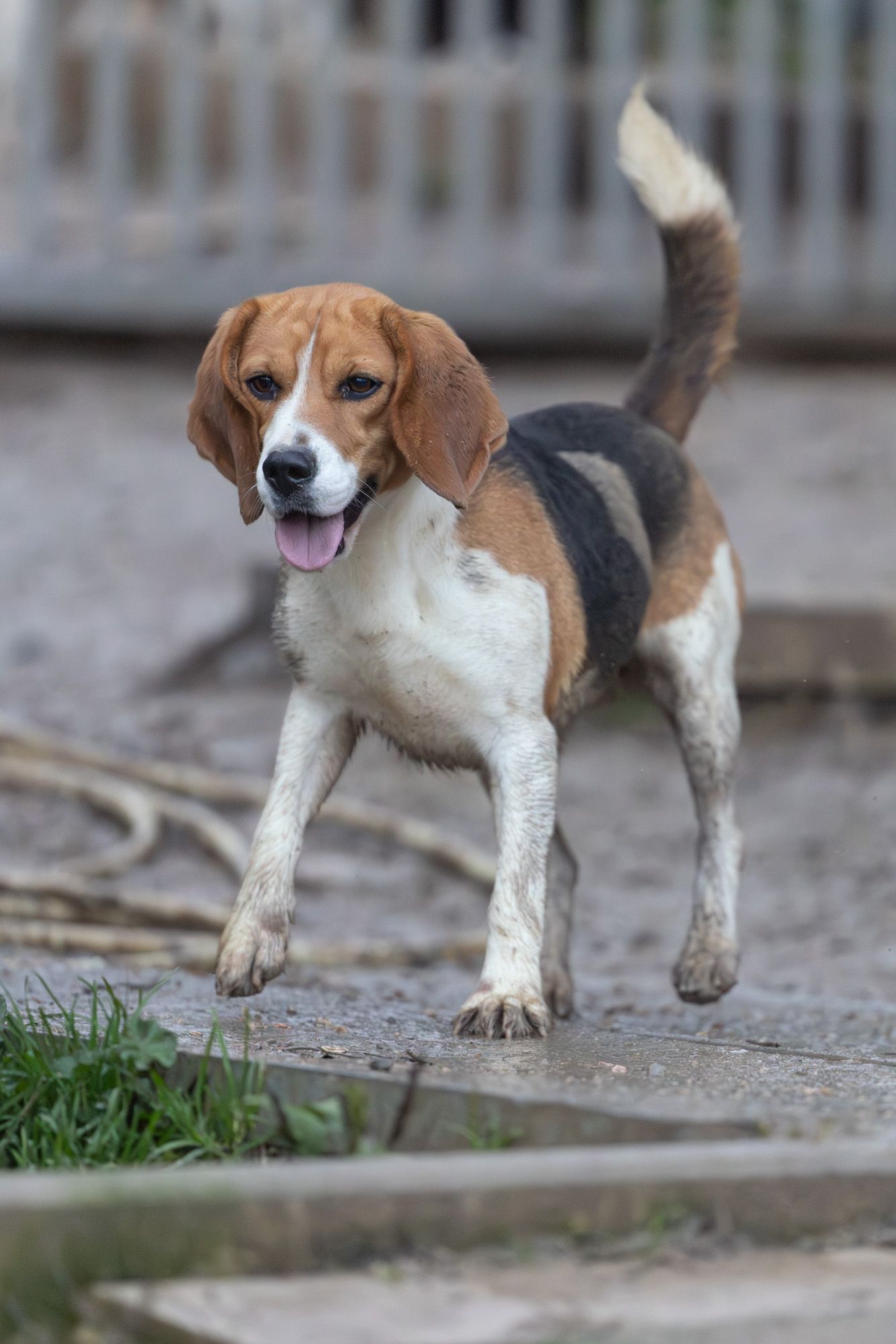 Pica, Hündin, 3 Jahre