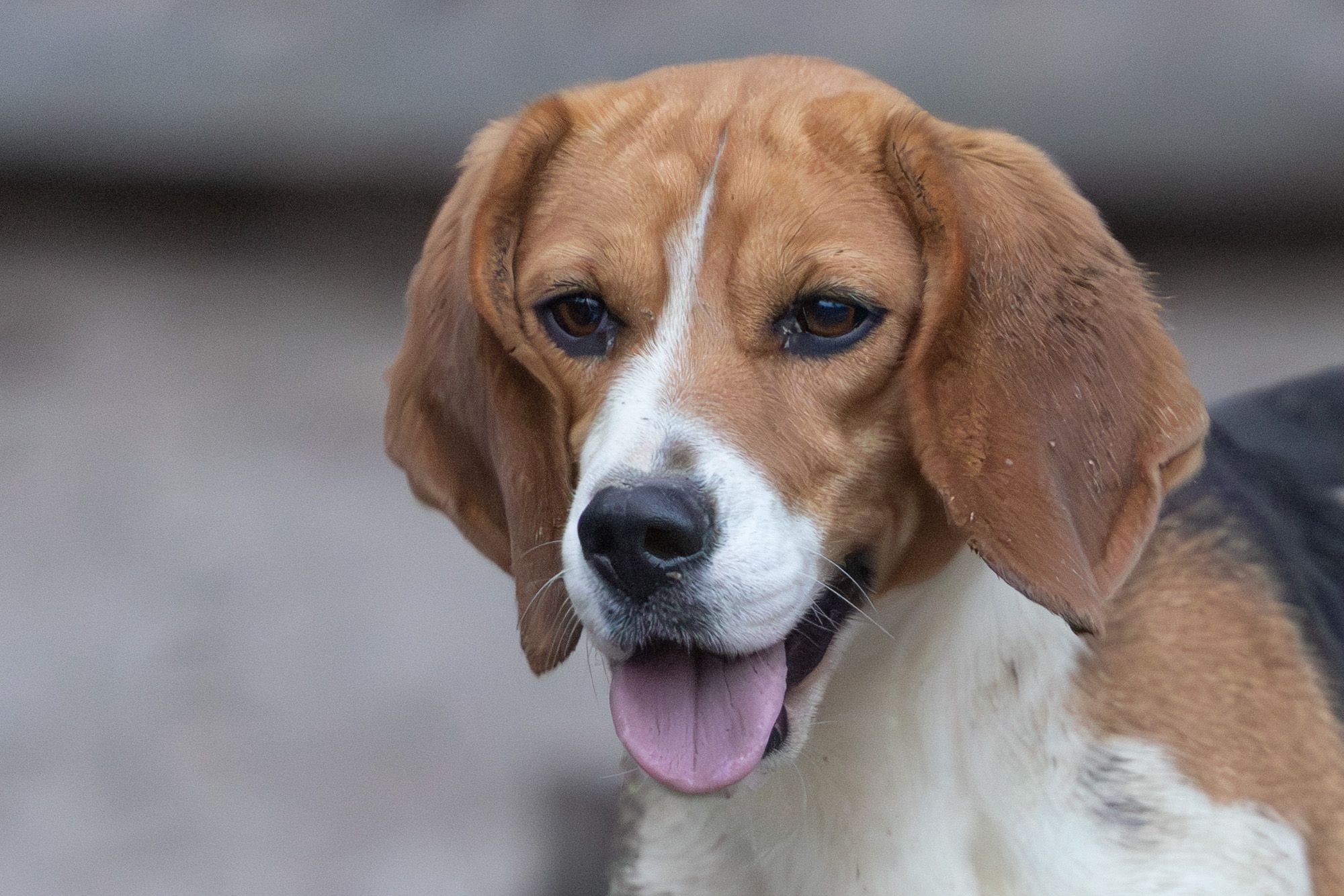 Pica, Hündin, 3 Jahre