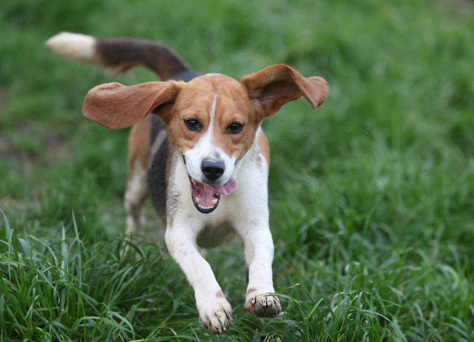 Pica, Hündin, 3 Jahre