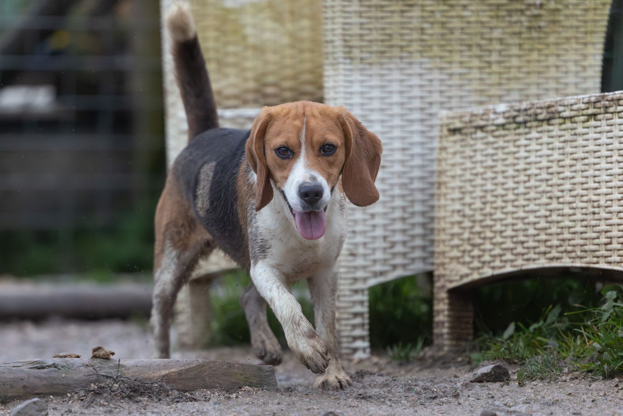Pica, Hündin, 3 Jahre