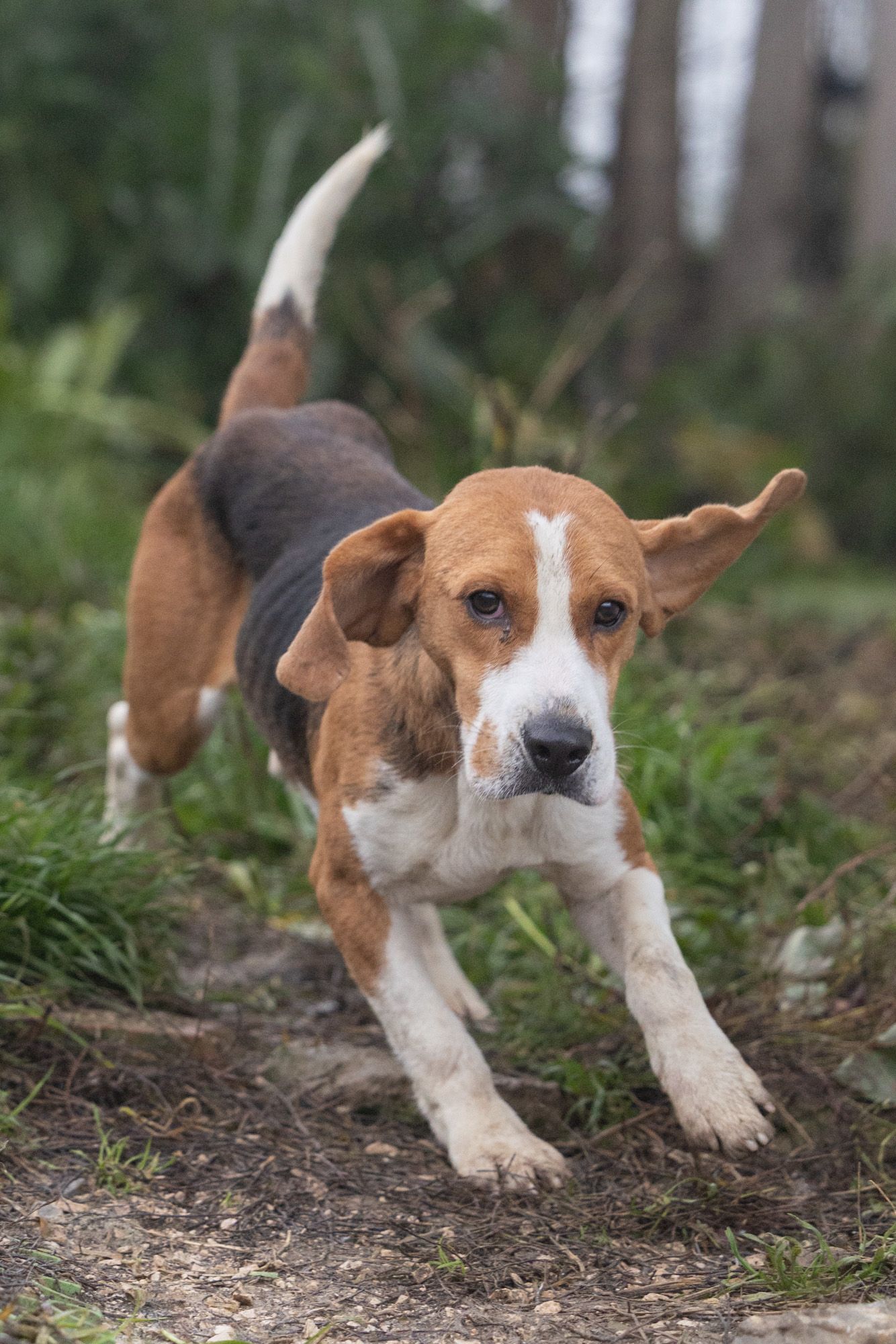 Pico, Rüde, 3 Jahre