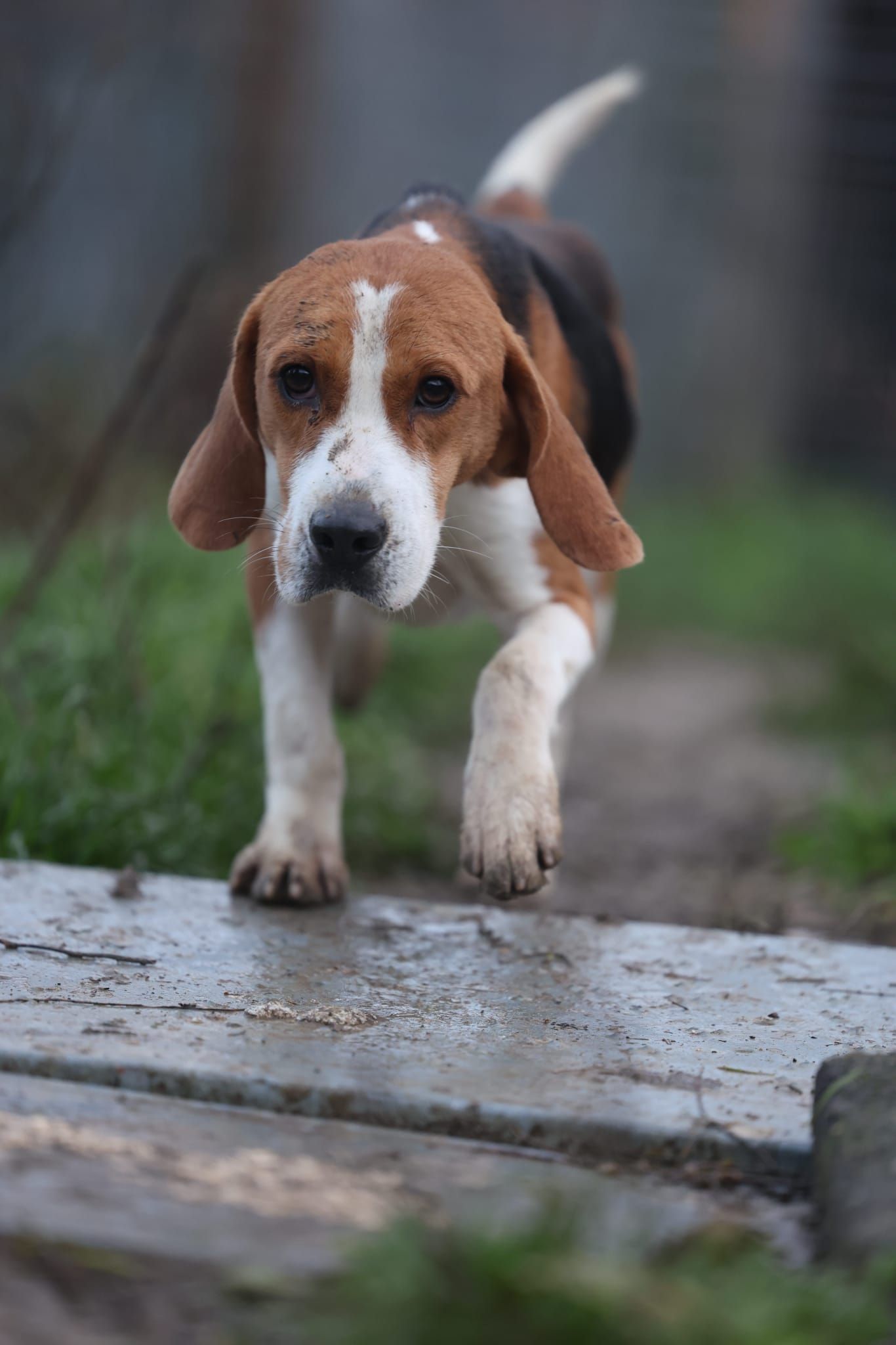 Pico, Rüde, 3 Jahre