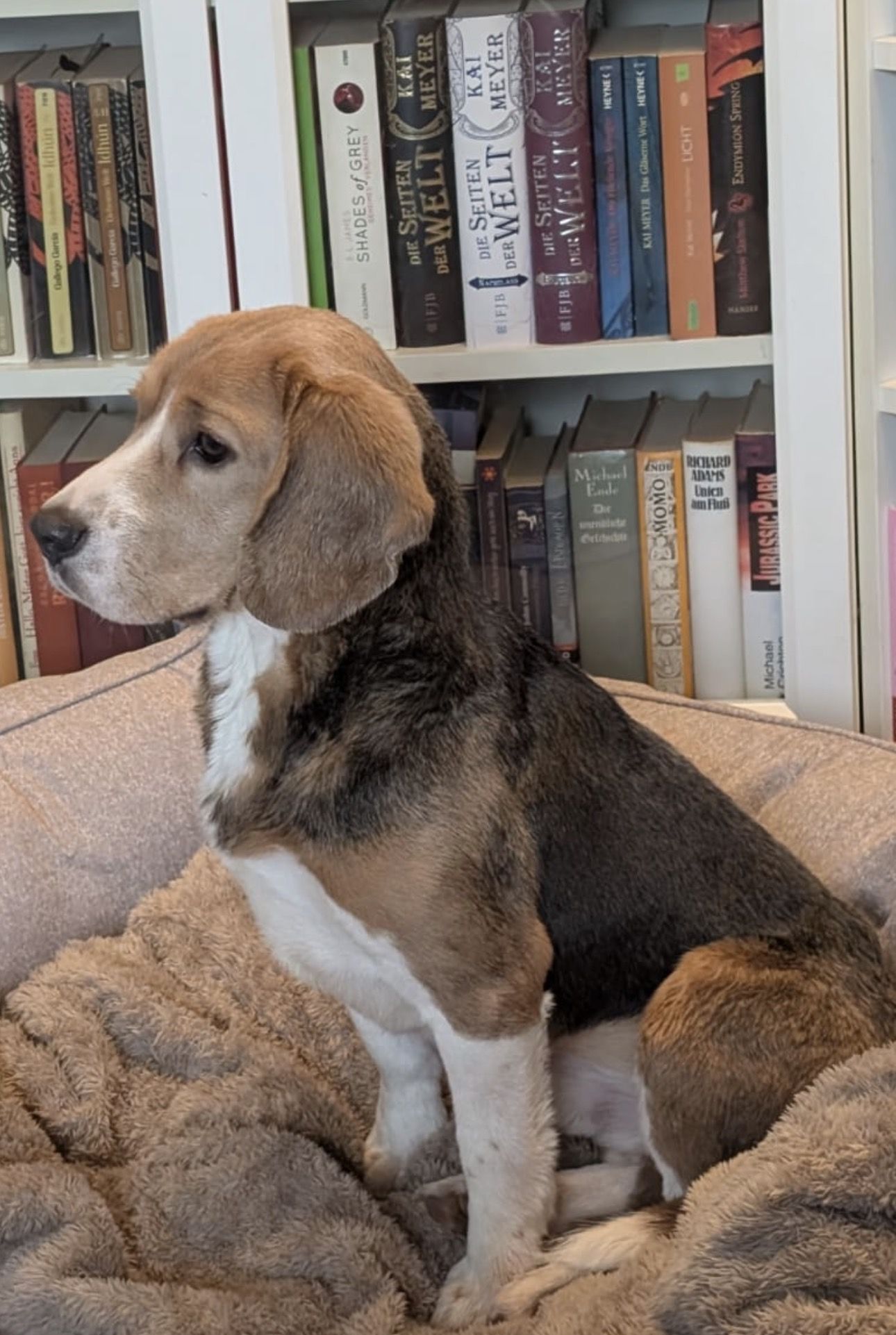 Alfi (HU), Rüde, 2 Jahre