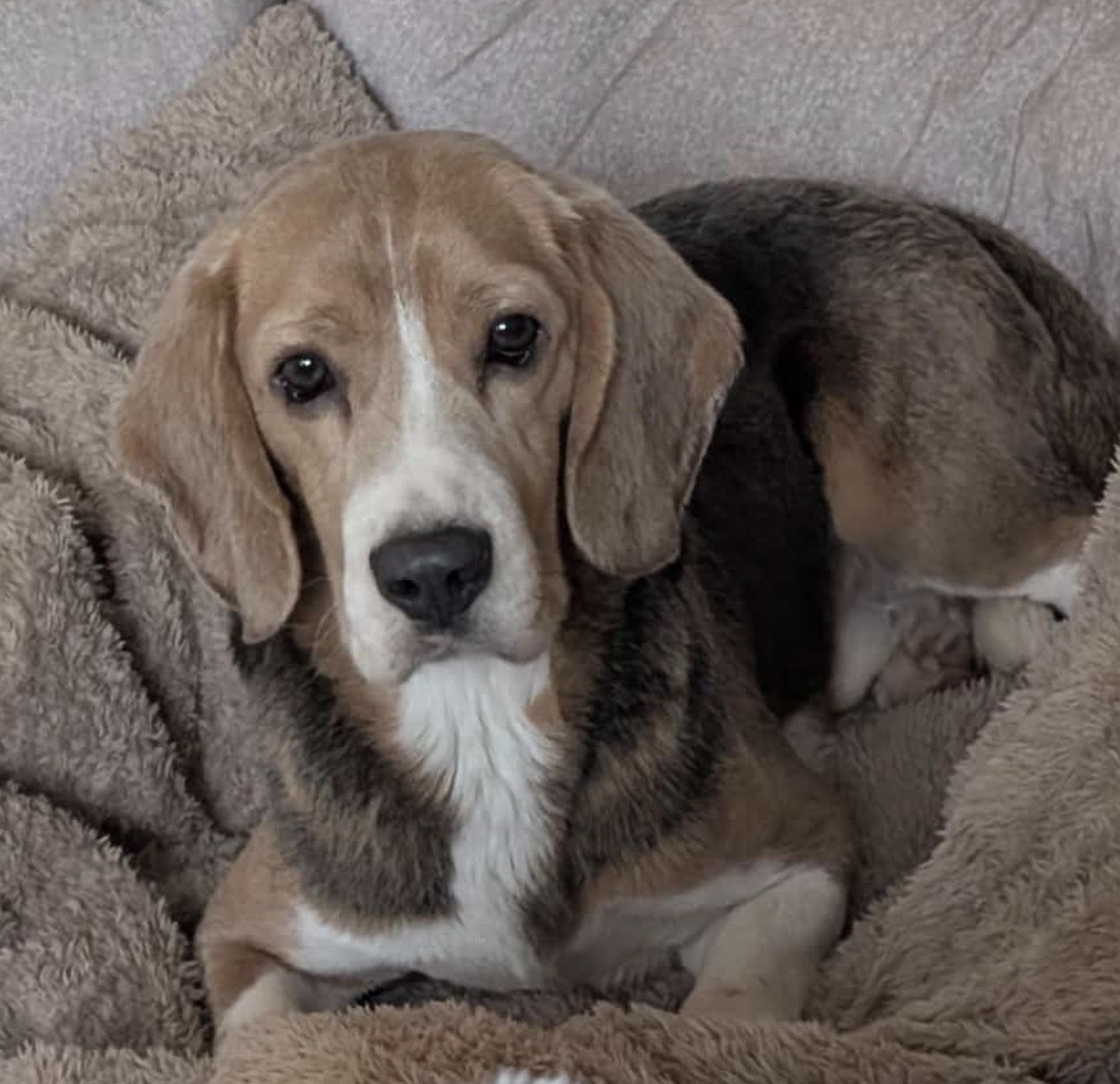 Alfi (HU), Rüde, 2 Jahre