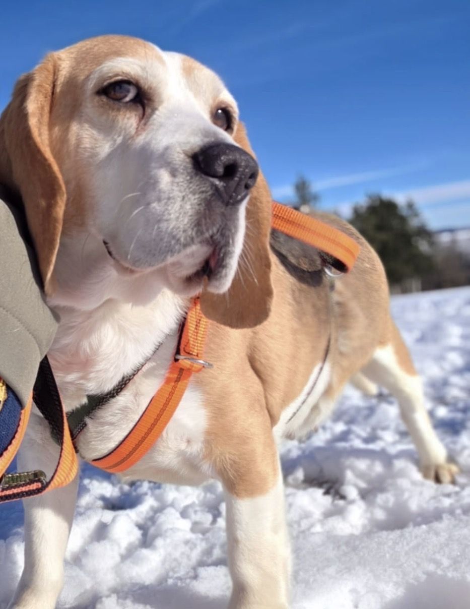 Maya (HU), Hündin, 7 Jahre