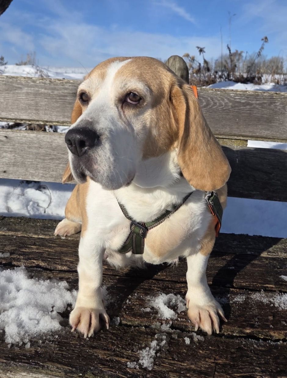 Maya (HU), Hündin, 7 Jahre