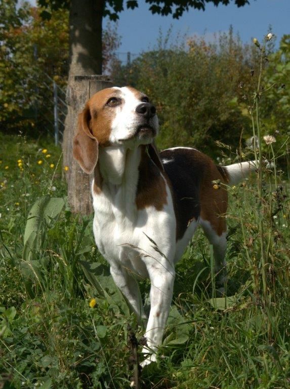 Quax, Rüde, 7 Jahre