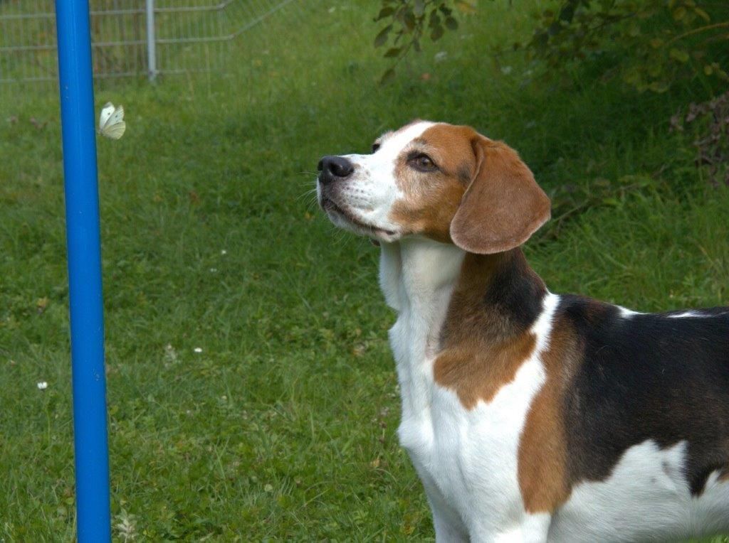 Quax, Rüde, 7 Jahre