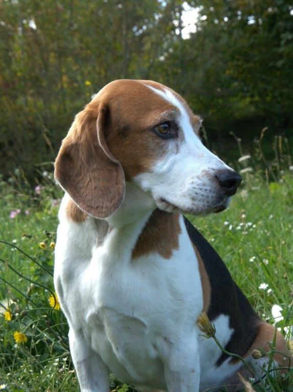 Quax, Rüde, 7 Jahre