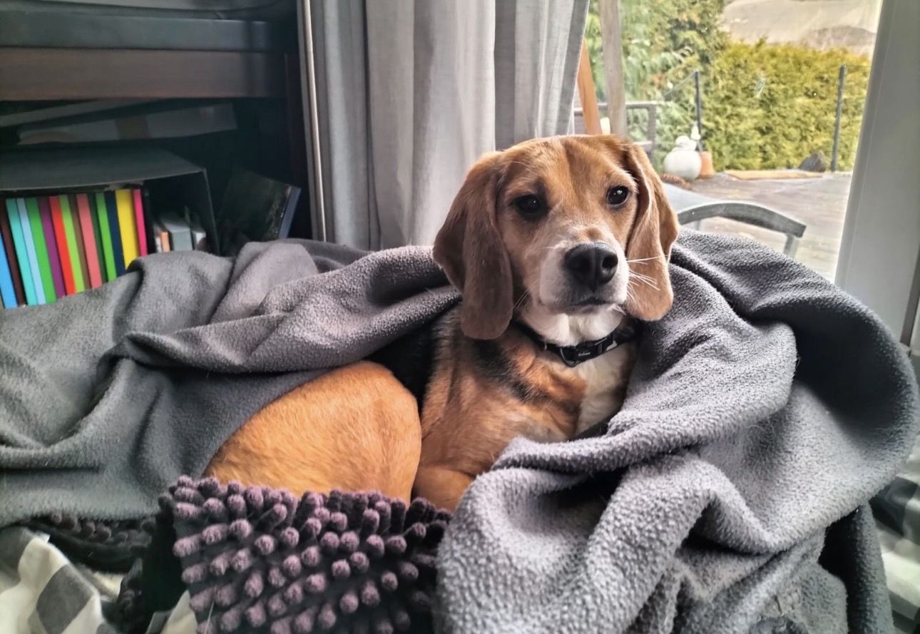 Hugo , Rüde, 4 Jahre