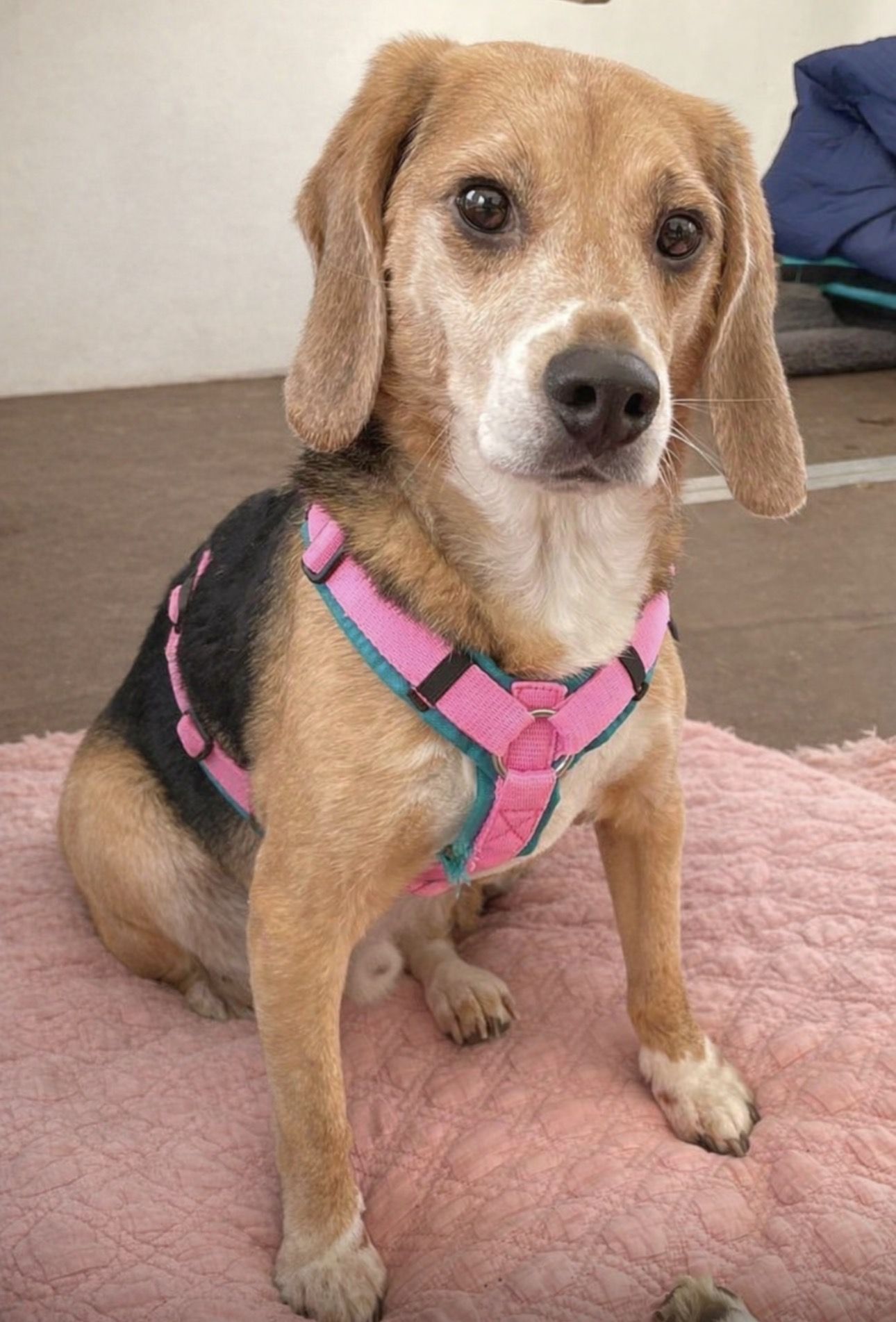 Hugo , Rüde, 4 Jahre