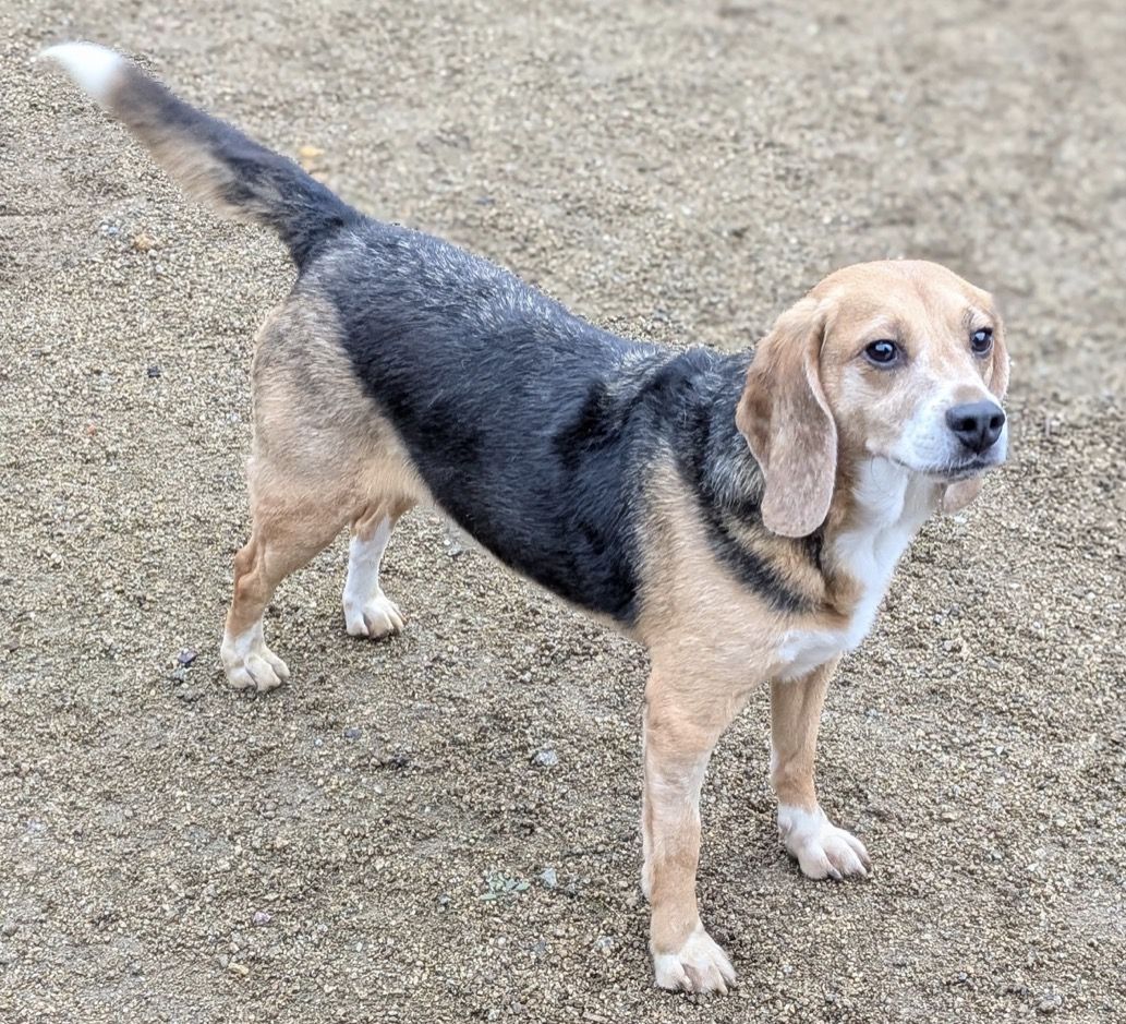 Hugo , Rüde, 4 Jahre