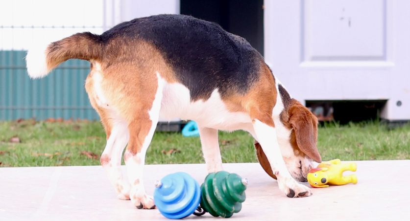 Julia, Hündin, 2 Jahre