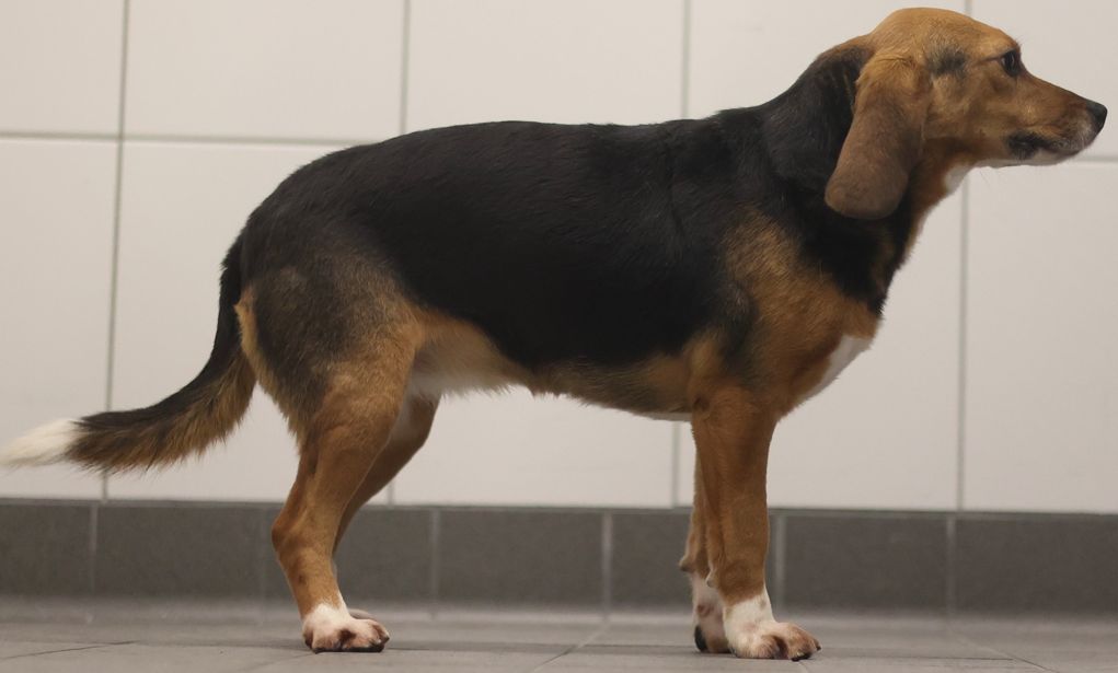 Juliette, Hündin, 2 Jahre