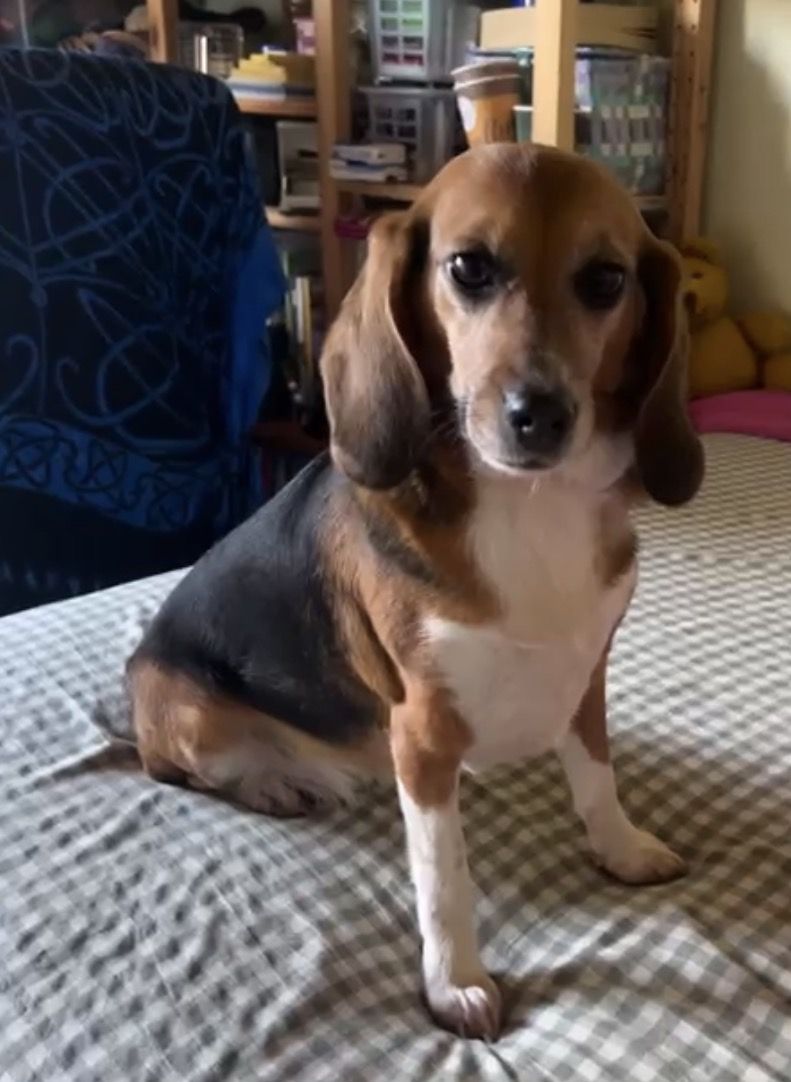 Sophia, Hündin, 2 Jahre