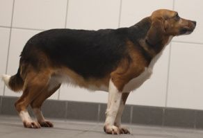 Sophia, Hündin, 2 Jahre