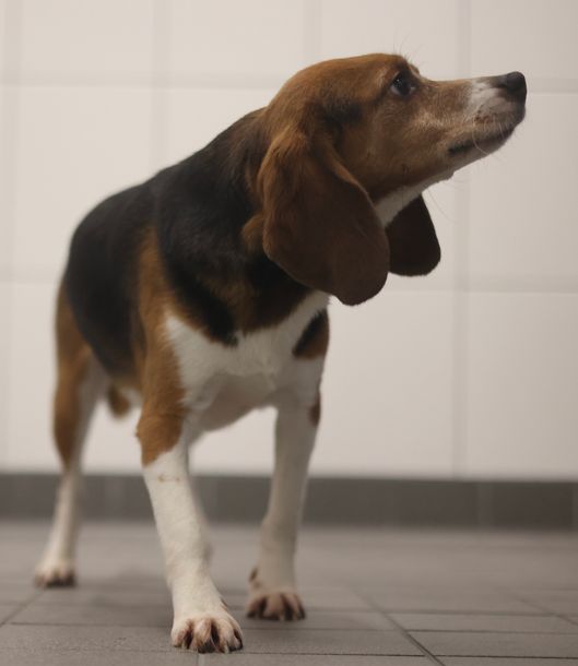 Germain, Rüde, 2 Jahre